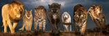 Big Cats | Eurographics | 1000 Pieces | Panorama Jigsaw Puzzle
