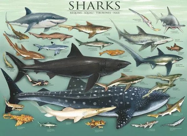 Eurographics | Sharks - Animal Charts | 1000 Pieces | Jigsaw