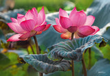 Pink Lotus Flowers | CherryPazzi | 500 Pieces | Jigsaw Puzzle