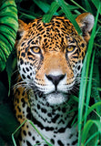 Jaguar In The Jungle | Clementoni | 500 Pieces | Jigsaw Puzzle