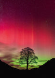 Sycamore Gap - Power of Nature | Heye | 1000 Pieces | Jigsaw Puzzle