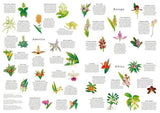 Around The World In 50 Orchids | Laurence King Publishing | 1000 Pieces | Jigsaw Puzzle - Puzzles +