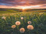 Dandelions at Sunset | Nature Edition No.20 | Ravensburger | 500 Pieces | Jigsaw Puzzle