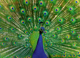 Peacock - Colourful Animals | Ravensburger | 500 Pieces | Jigsaw Puzzle