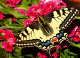Butterfly | Ravensburger | 500 Pieces | Jigsaw Puzzle
