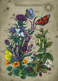Lifecircle Butterfly | Ravensburger | 1000 Pieces | Jigsaw Puzzle