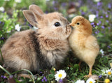 Rabbit And Chick | Ravensburger | 500 Pieces | Jigsaw Puzzle