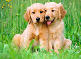 The Golden Retriever Brothers | Ravensburger | 500 Pieces | Jigsaw Puzzle