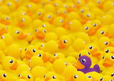 Rubber Ducks - Challenge | Ravensburger | 1000 Pieces | Jigsaw Puzzle