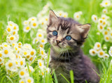 Ravensburger | Kitten In The Meadow | 500 Pieces | Jigsaw Puzzle
