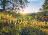Four Seasons | Ravensburger | 4 X 500 Pieces | Jigsaw Puzzle