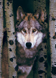 Eurographics | Gray Wolf - Animal Life Photography | 1000 Pieces | Jigsaw Puzzle