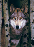 Gray Wolf - Animal Life Photography | Eurographics | 1000 Pieces | Jigsaw Puzzle