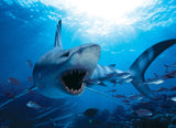 Eurographics | Hungry Shark - Animal Life Photography | 1000 Pieces | Jigsaw Puzzle