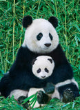 Eurographics | Panda & Baby - Animal Life Photography | 1000 Pieces | Jigsaw Puzzle