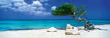 Divi Divi Tree - Alexander Von Humboldt | Heye | 1000 Pieces | Panorama Jigsaw Puzzle
