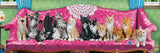 Eurographics | Kitty Cat Couch | 1000 Pieces | Panorama Jigsaw Puzzle