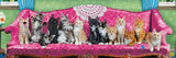 Kitty Cat Couch | Eurographics | 1000 Pieces | Panorama Jigsaw Puzzle