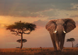 Elephant of the Masai Mara | Nature Edition No.13 | Ravensburger | 1000 Pieces | Jigsaw Puzzle